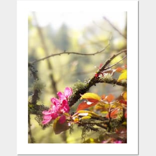 red Malus 'Radiant' crab apple blossoms #10 Posters and Art